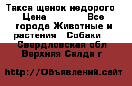 Такса щенок недорого › Цена ­ 15 000 - Все города Животные и растения » Собаки   . Свердловская обл.,Верхняя Салда г.